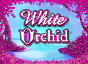 White Orchid