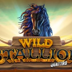 Wild Stallion