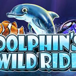 Dolphins Wild Ride