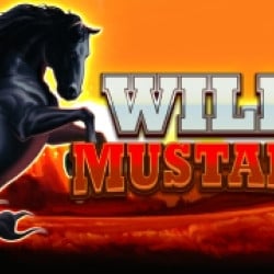 Wild Mustang