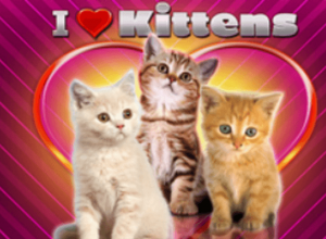 I Love Kittens